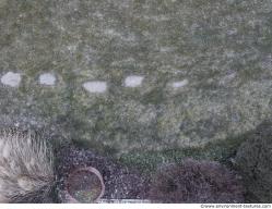 Photo Textures of Ground Grass Frozen